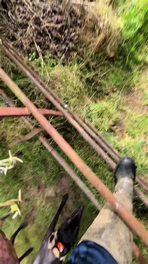 Understanding Lurchers in Rabbiting and Working Dogs