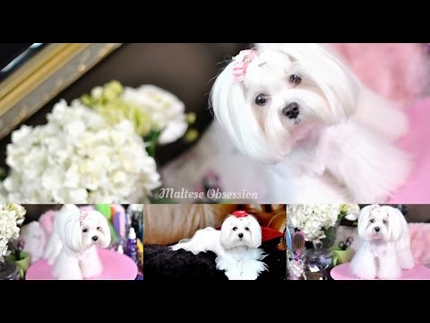 GROOMING: Maltese Bear Face Trim and Summer Cut - Polar Bear Face Trim, Body Cut Part 2 Tutorial