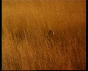 Perrier : La lionne - Culture Pub