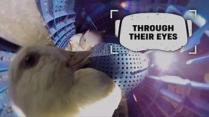 5.3K views · 155 reactions | Our Through Their Eyes Campaign opened the eyes of so many that saw our footage through VR glasses on the streets. We are happy to announce that the Through Their Eyes App is out soon! Want to receive updates on innovative ways to help animals? SIGN UP NOW ➡️bit.ly/sentientvr | Sentient | Facebook