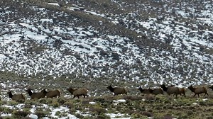 Holiday traffic report: elk have the right of way on BLM Wyoming public lands. Remember to watch from afar and let wildlife keep the lead. BLM video by Emmet Pruss | Bureau of Land Management - Wyoming