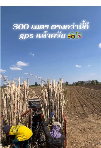 งานเร่ง 🎋🚜😅#ส_ธีระพันธ์_การเกษตร #วิศวกรสู่เกษตรกร #ไร่อ้อย #ปลูกอ้อย #ปลูกอ้อยเงินล้าน