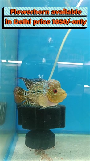 Flowerhorn Fish Sale | Beautiful Flowerhorn for Sale @ 1050/-