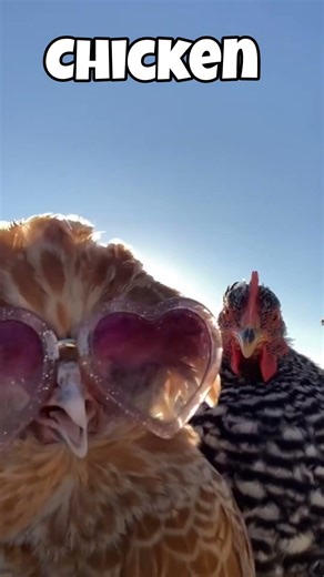 dead animals caught moving #animals