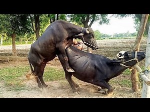 Bull & Buffalo Natural Breeding | Buffalo mating | Real Village Farming Scene#buffalo #animals