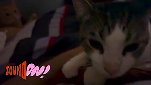 Lap is occupied. Jealous cat is plotting. #catmom | SoCal Meows And Howls | Facebook