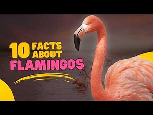 10 Incredible Flamingo Facts That Will Surprise You 🦩