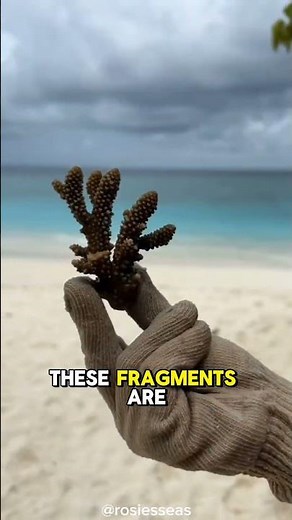 This Is How to Restore Coral Reefs.