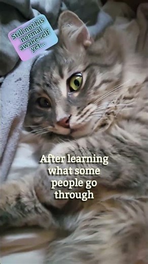 My Cat gets Sleep Paralysis