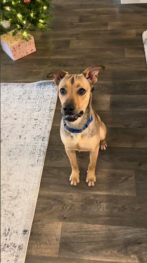 Meet Yurei (in foster) a Cur, Black-Mouth currently available for adoption! 12/15/2025 11:36:53 AM