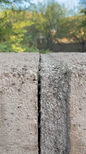 10K views · 85 reactions | Seeing false chinch bugs in or around #Tucson?…They are completely harmless. Just a nuisance, life cycles about two weeks and they’ll be gone completely.  | Arizona Pest Control | Facebook