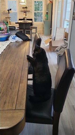 Viv likes techno... #catlife #catrescue #funnycats #catvideos #shorts