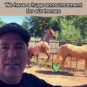 1.7K reactions · 51 shares | We Have To Tell You Guys About Our Horses! | The Farm on Route 66 | Facebook
