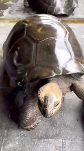 All About Turtles on Reels