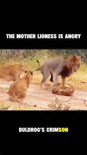 Male Lion Attacks a Lion Cub—Mom Lion Strikes Back! 🦁🔥