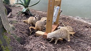 What fun! 😍 The Meerkat mob received some new enrichment thanks to the amazing Behaviour and Environmental Enrichment of Zoo Animals (BEEZA) team. Keeper Jemma filmed this video as the Meerkats checked out their new puzzle filled with cat kibble. It kept the mob busy throughout the day as they kept going back to scratch and explore. 🐾 | Adelaide Zoo