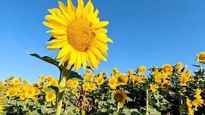 Sunflower Quotes to Inspire and Brighten Your Day