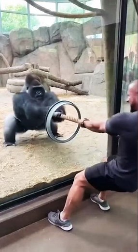 WHO WINS? 💪 Bodybuilder vs. Gorilla in an Epic Zoo Showdown! #zoo #bodybuilding #gorilla