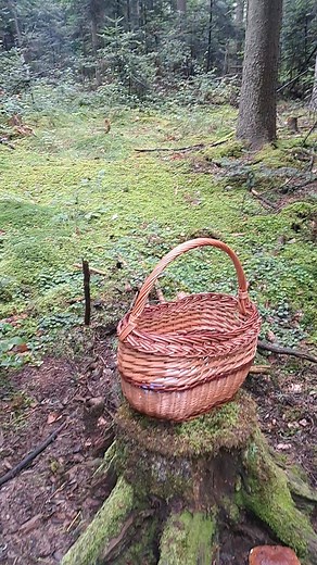 Sierpień 2025 gdzieś w Górach Świętokrzyskich🌲🌲🌲🏕🏕 #boletus #edulis #porcini #grzyby #funghi #jamur #грибы #pilze #boletus #borowik #เห็ดผึ้งหวาน #मशरूम #cèpes #ciuperci #hribi #houby #steinpilze #funghiphotography #champion #nature #naturelover #natura #happiness #เห็ด #podgrzybki #prawdziwki | Jacek Ziembinski
