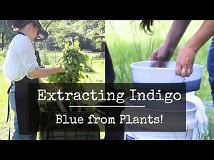 Watch Me Extract Indigo From Leaves