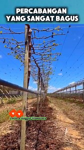 387K views · 7.2K reactions | Bentuk cabang anggur yang bagus #trending #FYP #BestOfTheDay #viral #grape | Saepul Rahman | Facebook