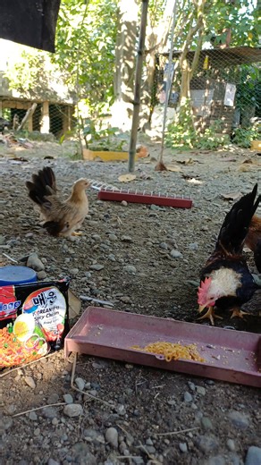 Spicy Noodles Challenge, My Chabo chicken accepted 😅😂😂😂... #arpluschabobreeder #backyardchickens #bantamchicken #trendingpost #koreanspicychicken #buldakchallenge | ArPlus Chabo Breeder