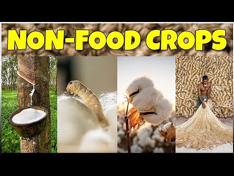 Major Non-food crops in India - Rubber, Silk, Cotton & Jute | Commercial Cash Crop Farming