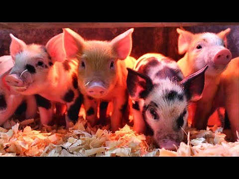 It's a Wonderful Day on the Farm!