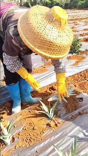 黒マルチに手植えするパイナップル定植作業
