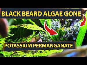How to Use Potassium Permanganate in Aquariums | Algae Control, Disease Treatment & Water Quality"