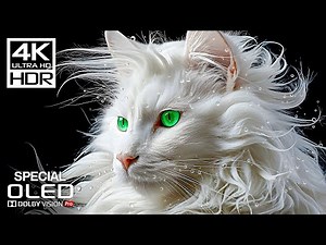 Special OLED TEST | Dolby Vision Demo | 4K HDR 120 FPS