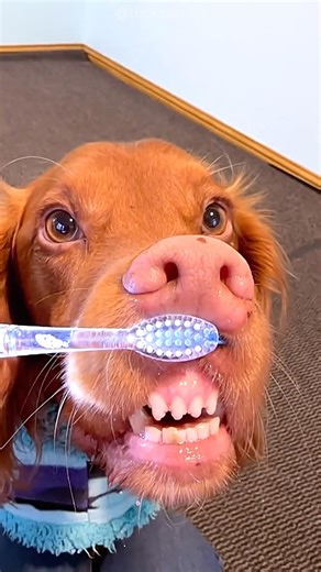 Puppy was shock to see Owner’s Tick 😂🥰