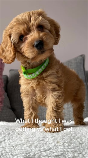 Cockapoo Choking Video: Not as Easy as They Look!