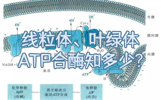 【生化·生物氧化·ATP合酶】为什么线粒体ATP合酶是4H一个ATP？为什么光合磷酸化是12H三个ATP？Fo和F1如何偶联？希望这期视频可以解答！