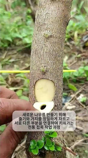 나무 접목 방법 - 새로운 가지를 연결하는 과수 재배 작업 과정