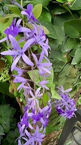 3.3K views · 545 reactions | Growing a Cottage Garden in the Tropics:...