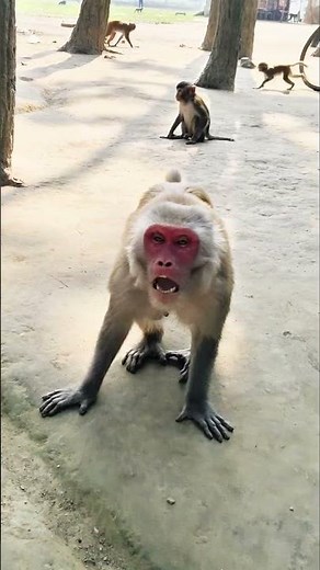 Why Did the Monkey Get So Angry?