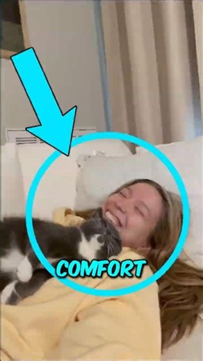 Making Biscuits: What Your Cat Actually Doing #catsoftiktok #catbehavior #shorts