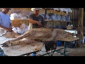 Shearing On A Table