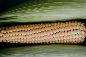 Lo que significa que el maíz transgénico quede prohibido para consumo humano en México, aunque se siga usando para todo lo demás