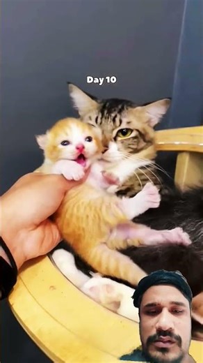 Time lapse of kitten cat grow up #cat #timelapse #catlovers #catblogger