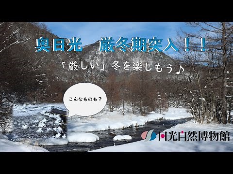 奥日光は厳冬期突入！！「厳しい」冬を楽しもう！＜令和6年12月25日＞ 【奥日光自然情報】