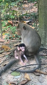 3.6K views · 514 reactions | The newborn baby monkey hold on with mother and enjoy playing, But sometime! Toddlers can not recover due to lack of full strength.殺殺❤️❤️ . . . #monkey #animals #cute #usa #nature #baby #love #wildlife | Apple | Facebook