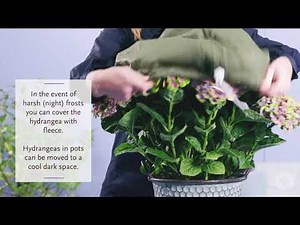 How can I help my hydrangea survive the winter?