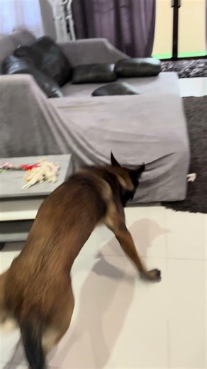 Our Malinois. A darn treat. An infuriating treat.