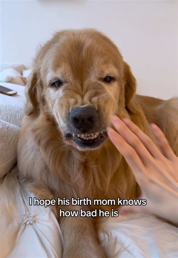 Adorable Golden Retriever Exhibits Bad Behavior