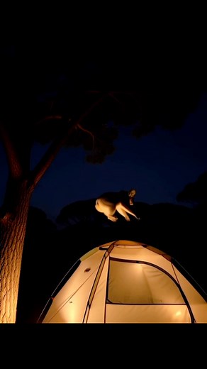 When Drop Bears Attack #australia #camping | Memewhile in Australia