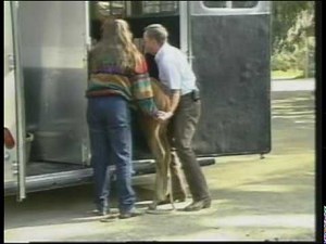 Teaching the foal to load.