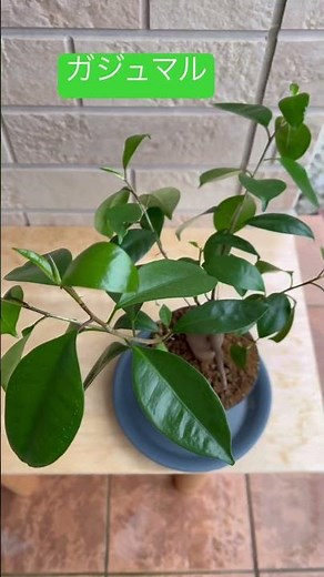 【 観葉植物 】 1年8か月後 の ガジュマル です #植物のある暮らし #plants #ガーデニング