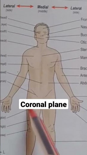 Coronal plane in anatomy | what is coronal plane | basic anatomical terms